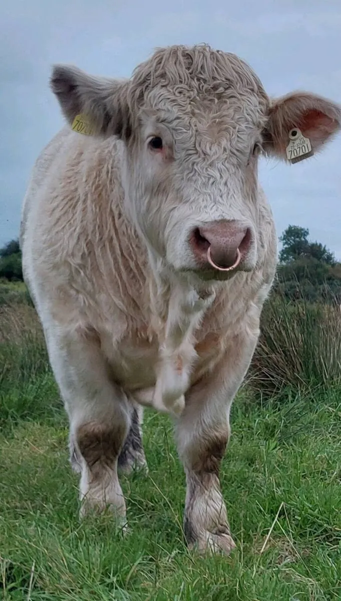 Charolais Bull - Image 1