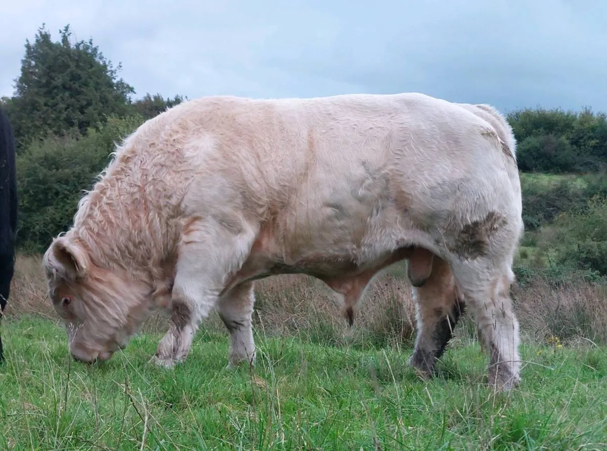 Charolais Bull - Image 2