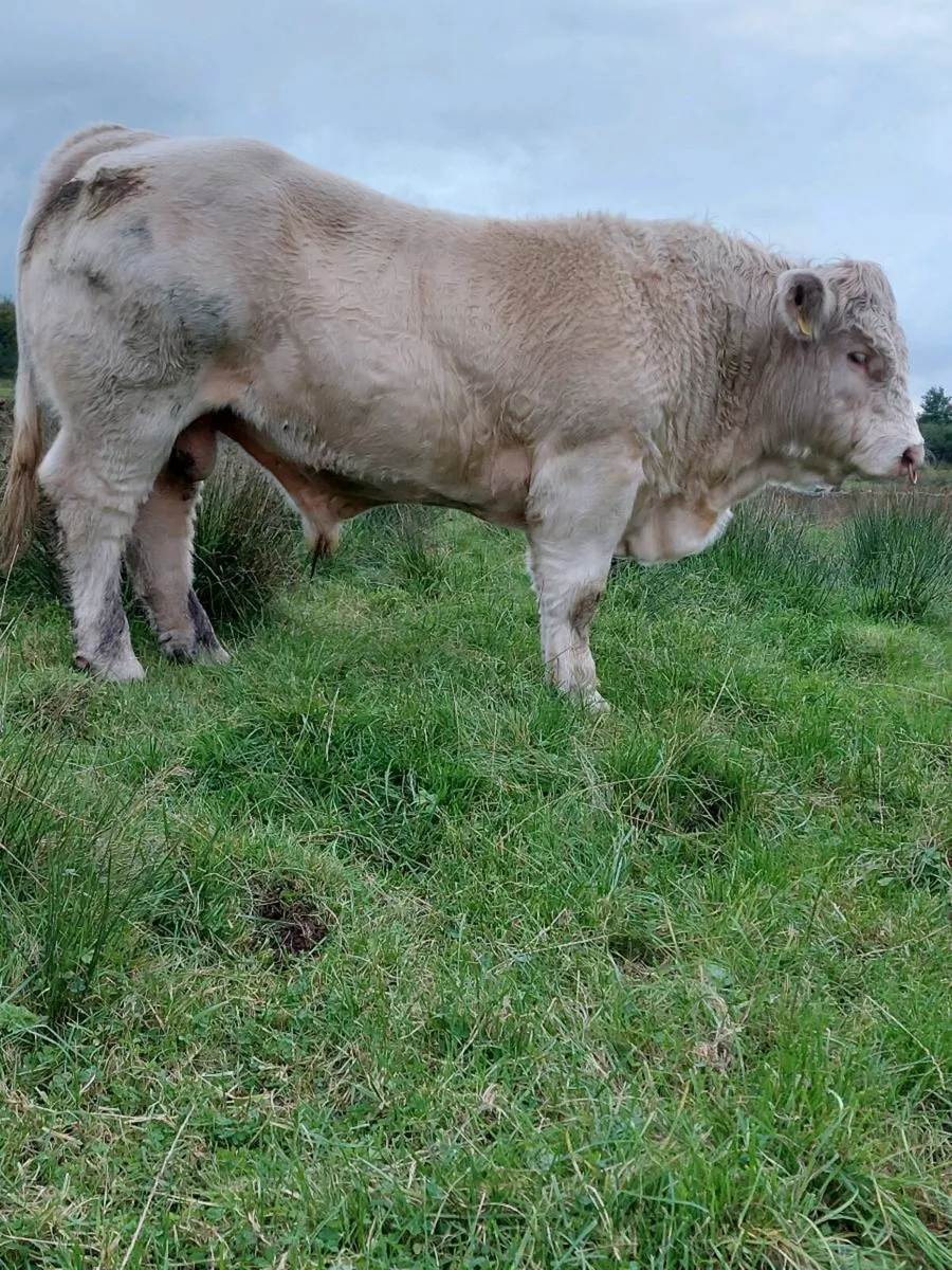 Charolais Bull - Image 3