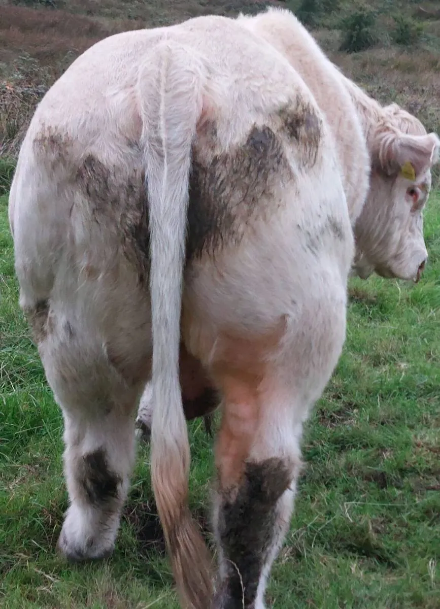 Charolais Bull - Image 4
