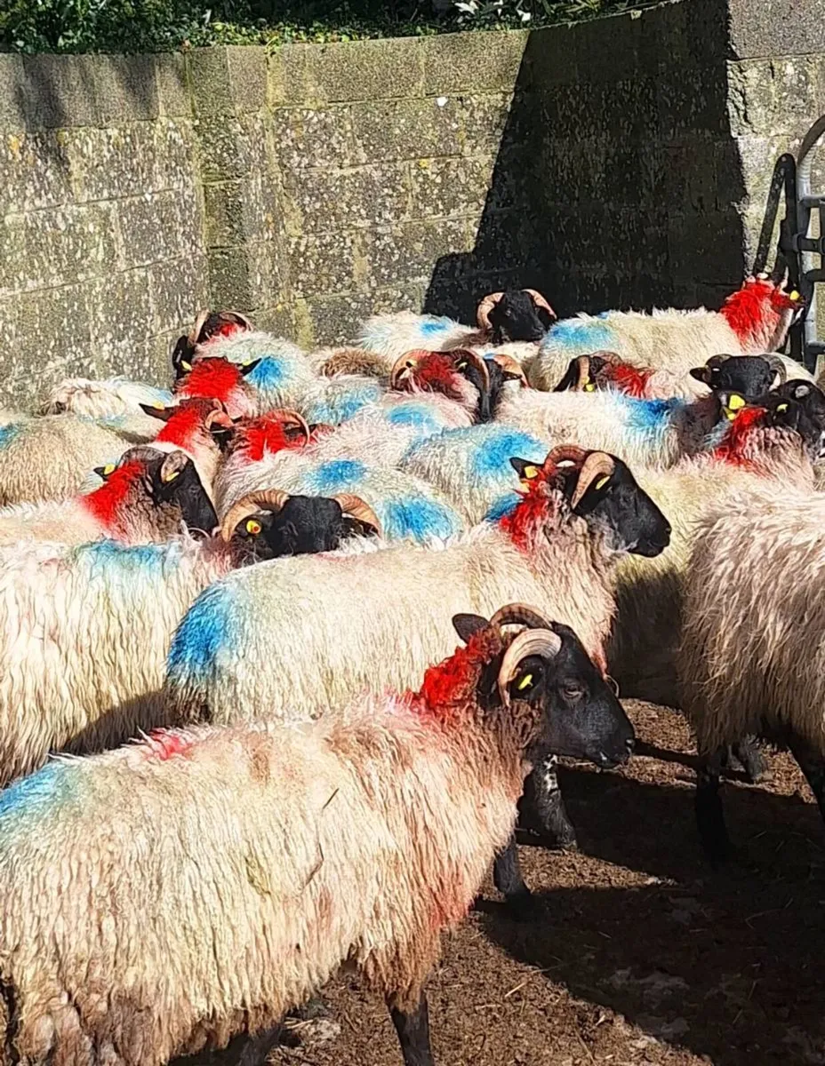 Store Ram Lambs - Image 1