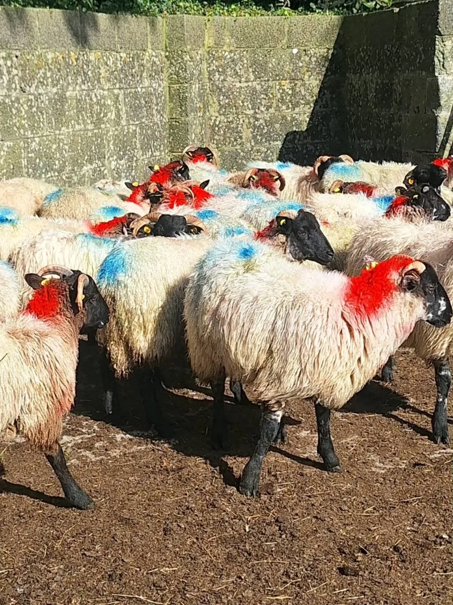 Store Ram Lambs - Image 2