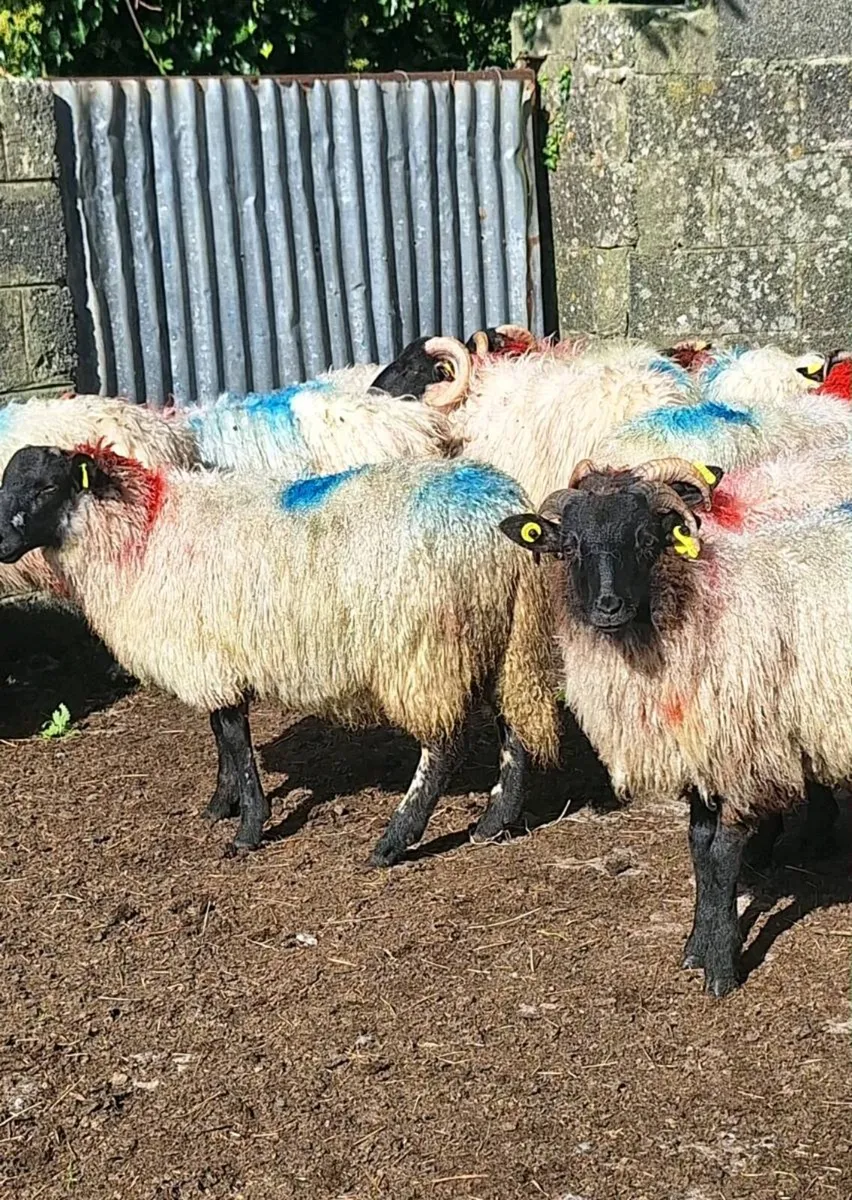 Store Ram Lambs - Image 4
