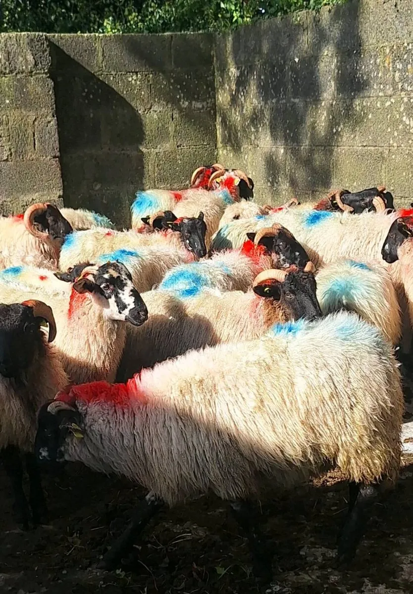 Store Ram Lambs - Image 3