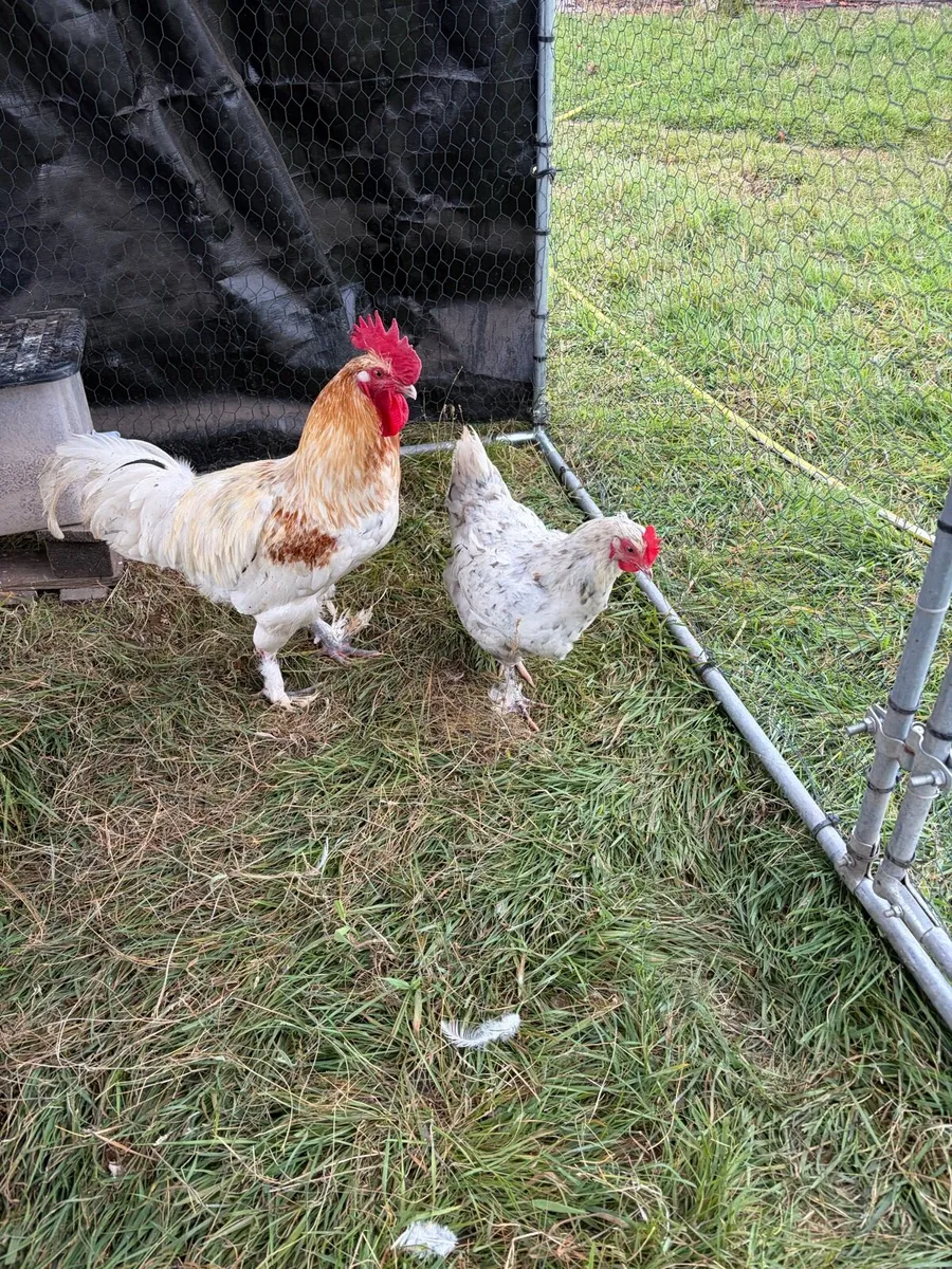 Pair of Spalsh Marans and Blue Laced Wyandottes - Image 1