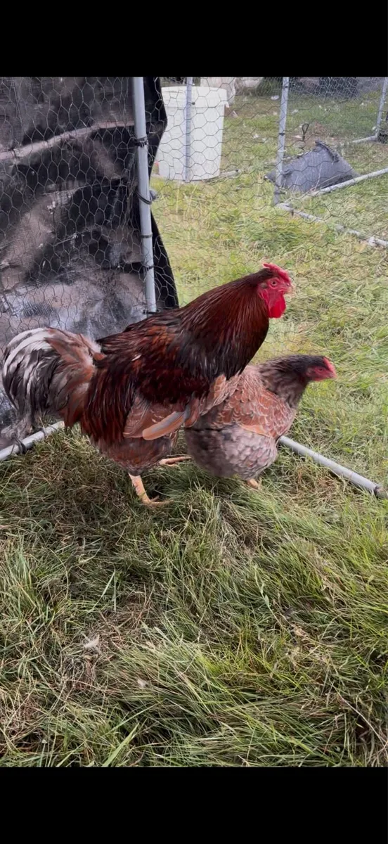 Pair of Spalsh Marans and Blue Laced Wyandottes - Image 2