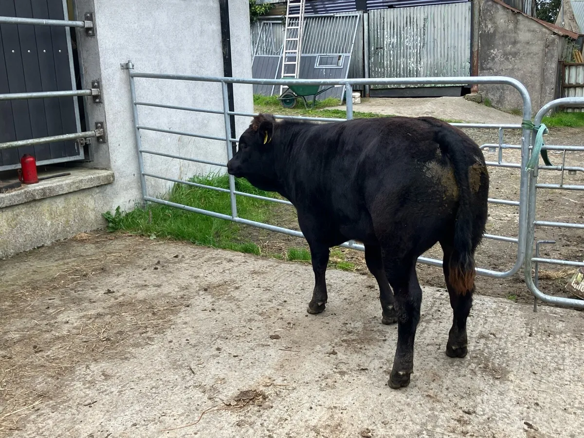 Top Quality LM Weanlings - Carnaross  Tues 29 Sept - Image 2