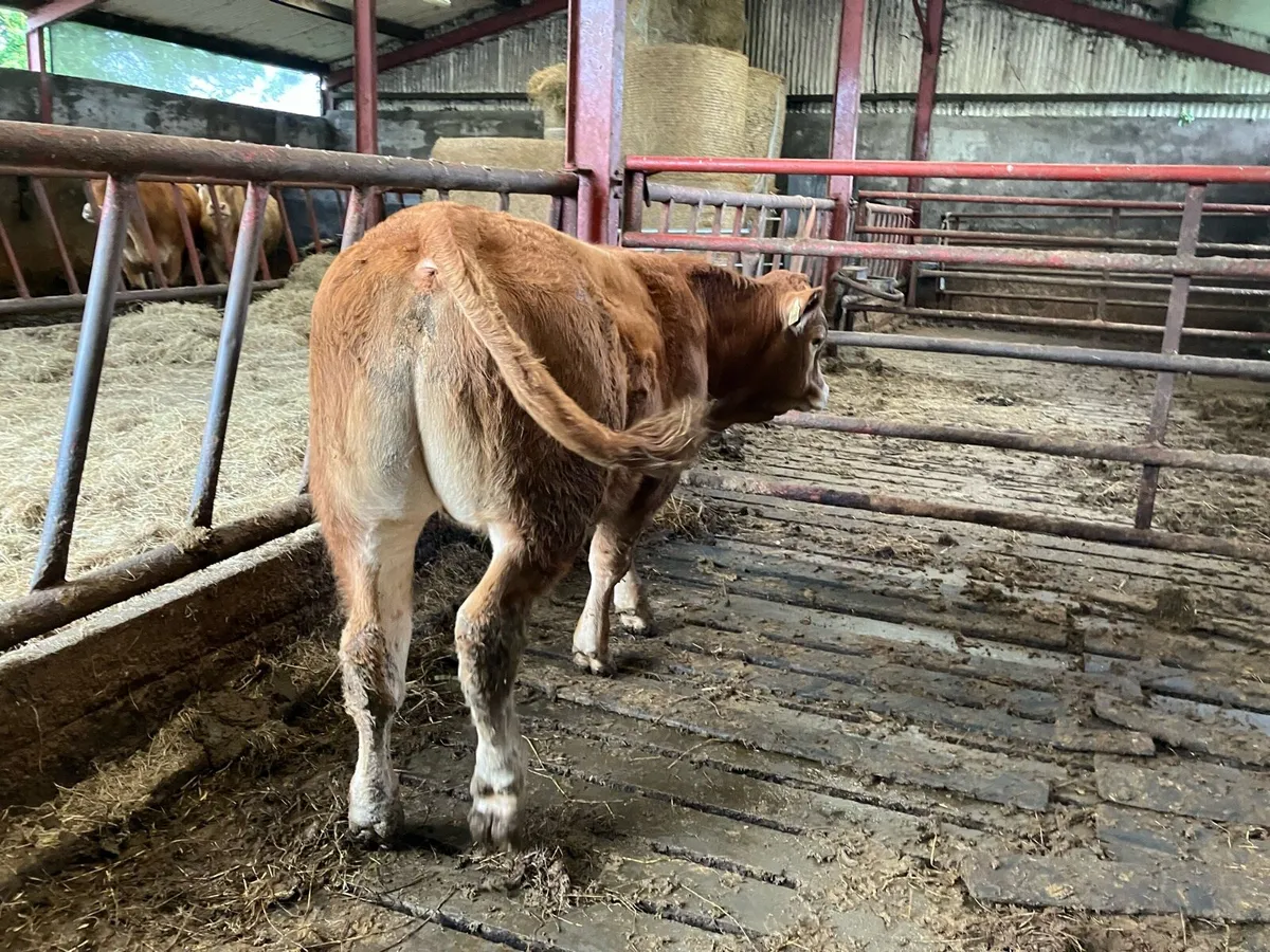 Top Quality LM Weanlings - Carnaross  Tues 29 Sept - Image 3