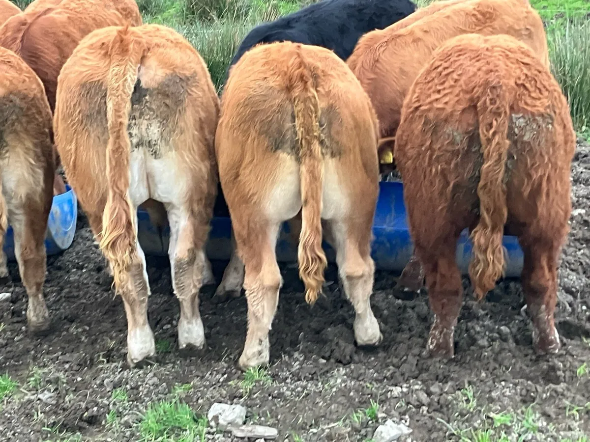 Top Quality LM Weanlings - Carnaross  Tues 29 Sept - Image 4