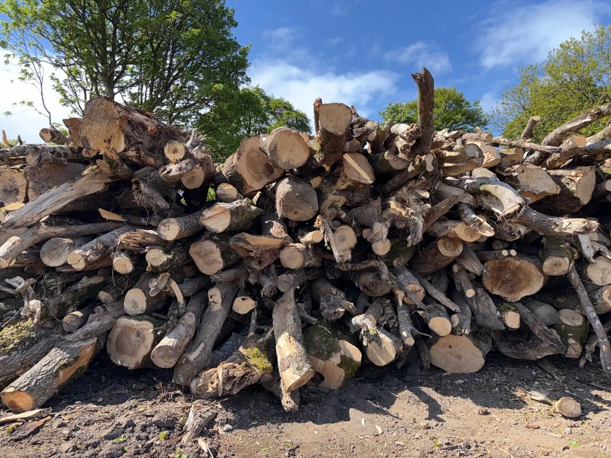 Timber - Image 3
