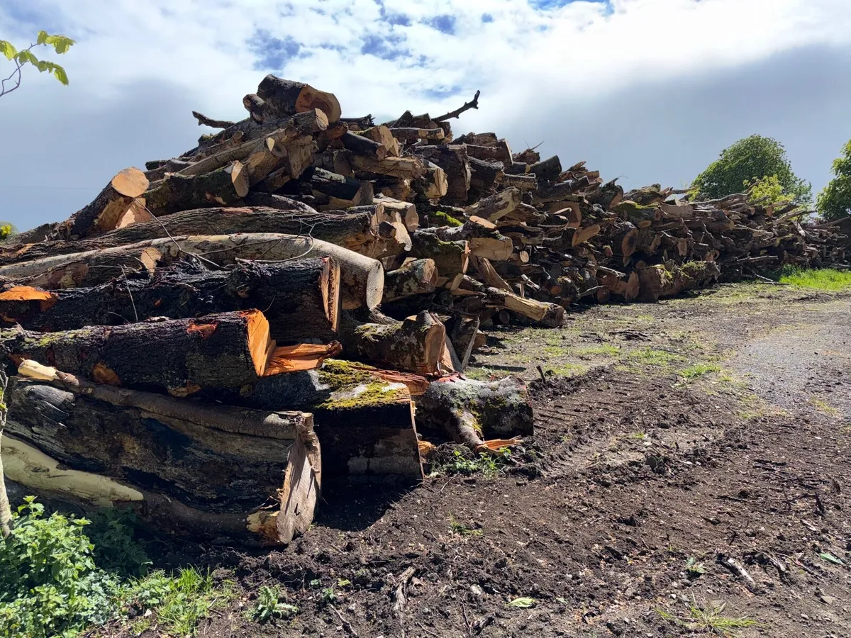 Timber - Image 4
