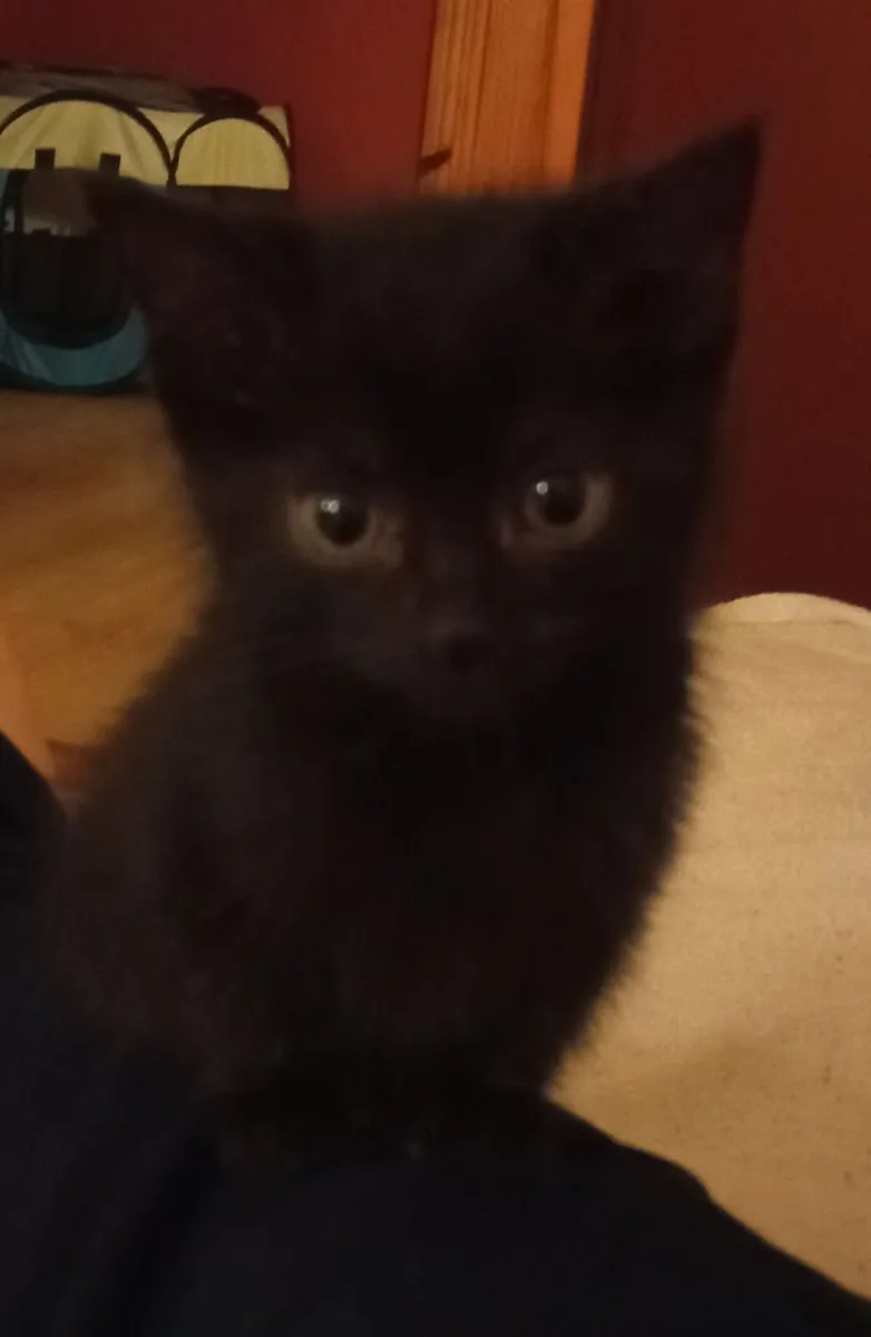Kitten - Image 2