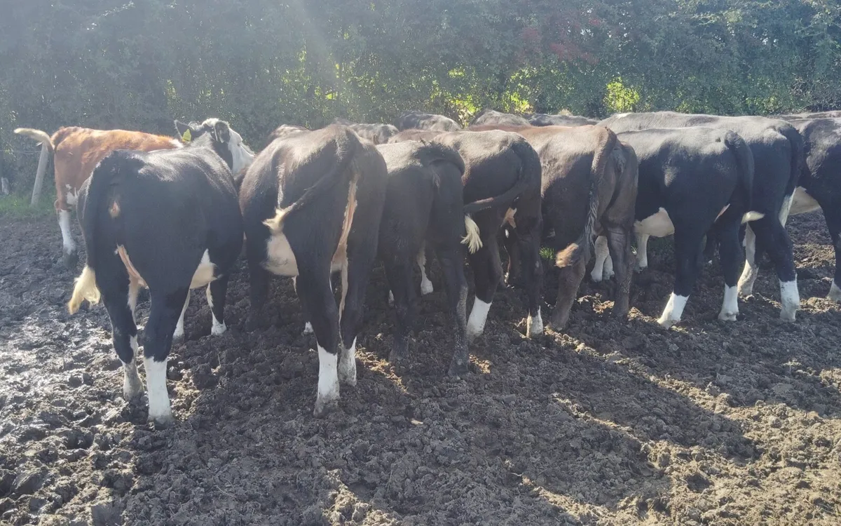HEX AUX Heifers for sale - Image 2