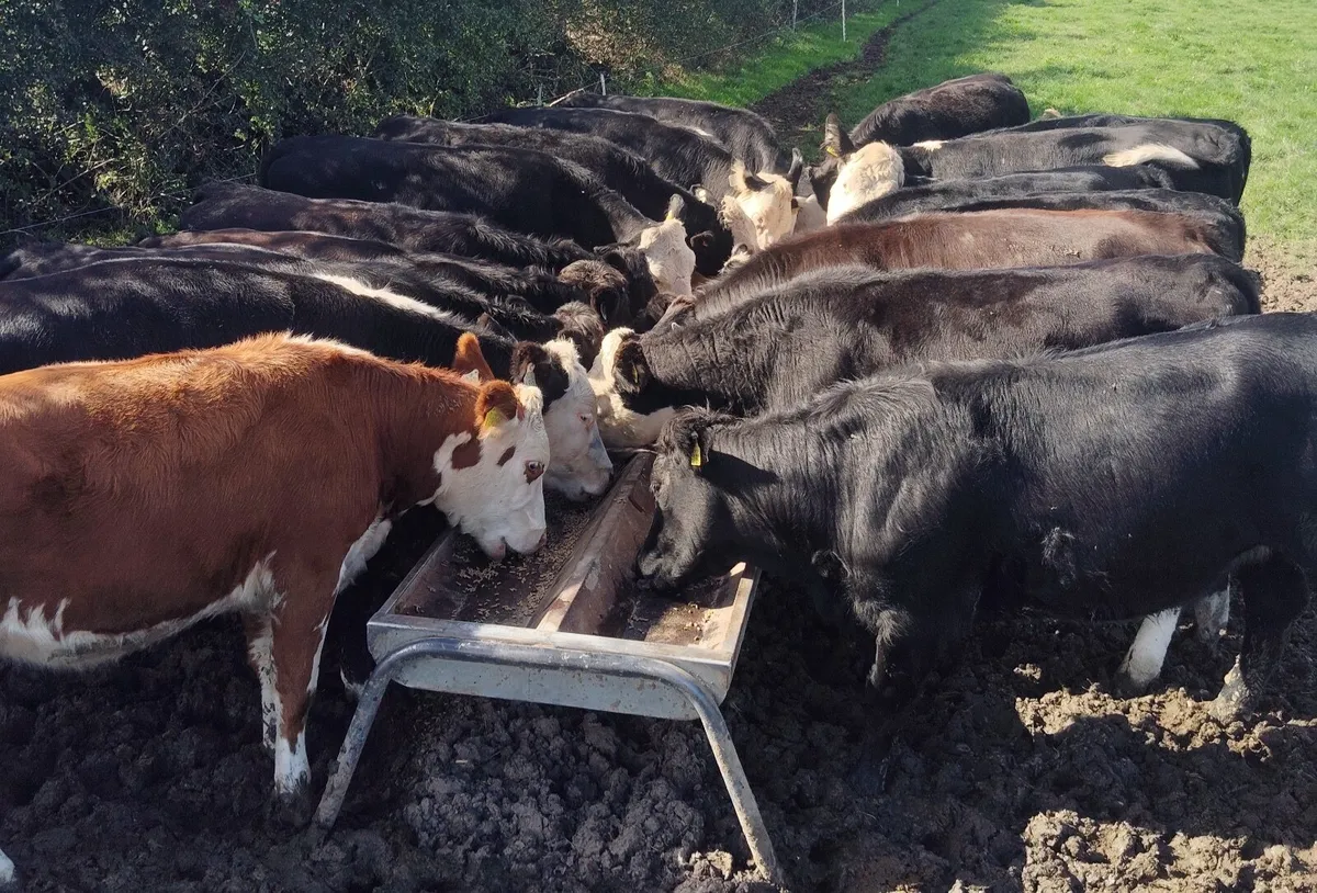 HEX AUX Heifers for sale - Image 3