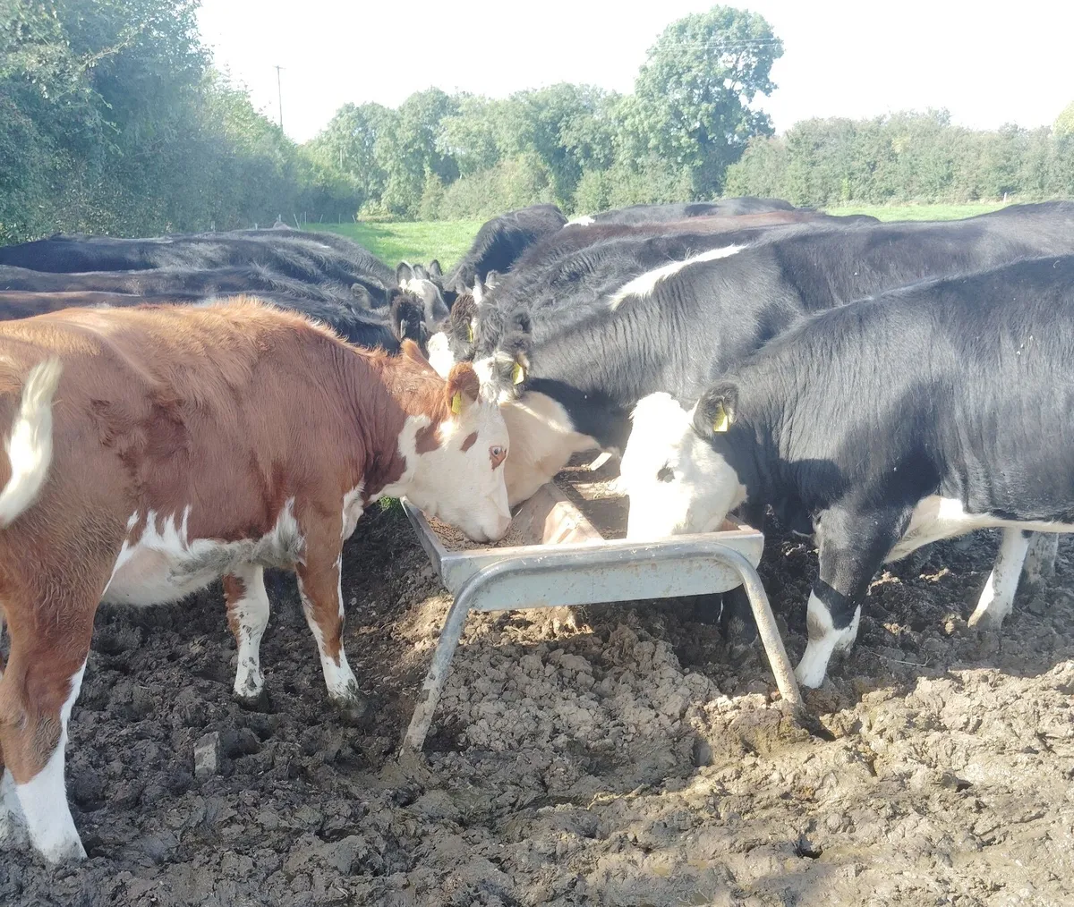 HEX AUX Heifers for sale - Image 1