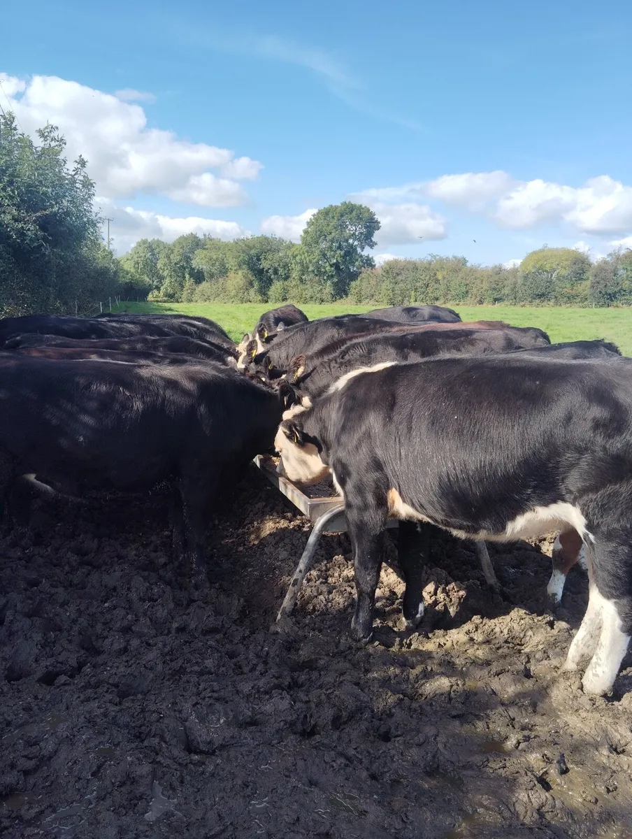 HEX AUX Heifers for sale - Image 4
