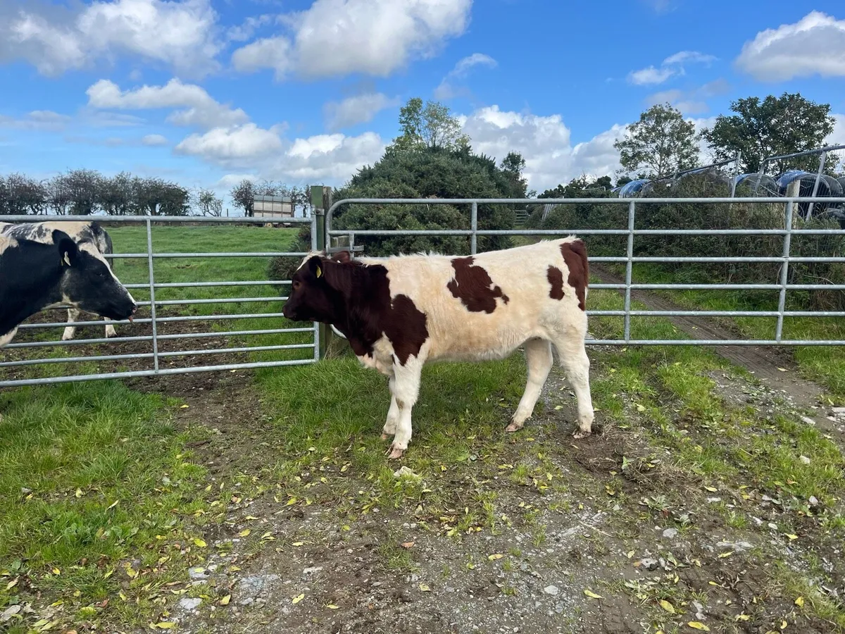 Heifer weanlings - Image 2