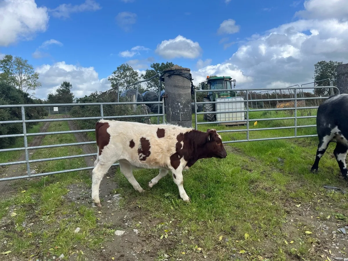 Heifer weanlings - Image 3