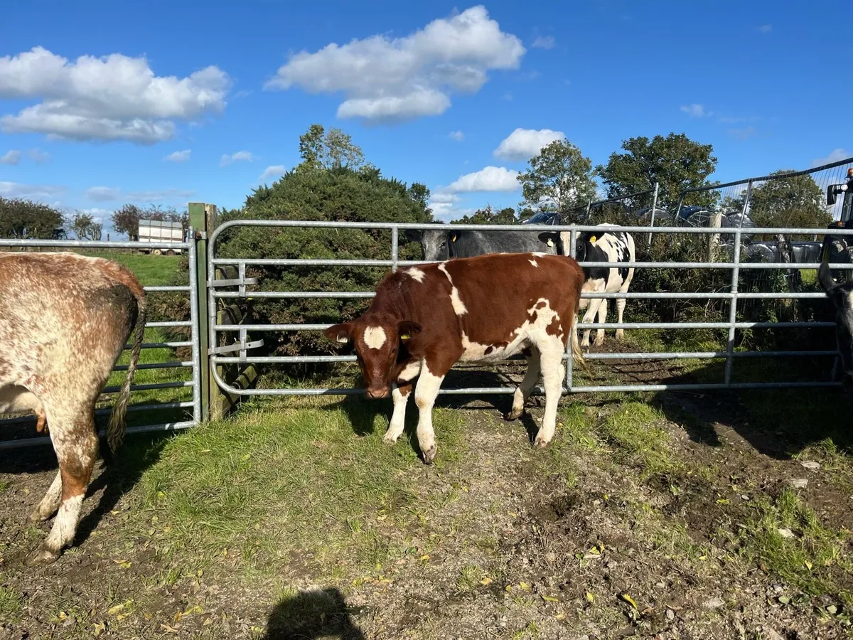 Heifer weanlings - Image 4