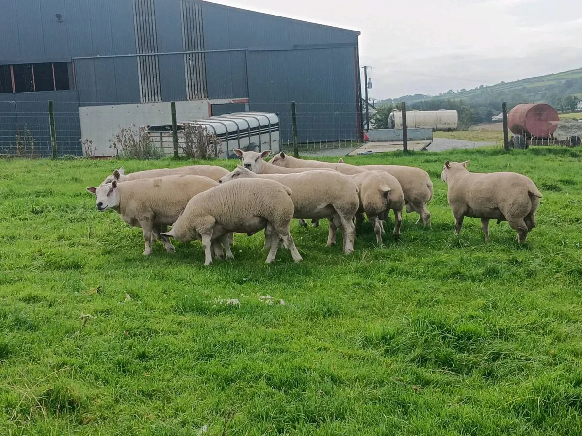 Shearling Rams - Image 2