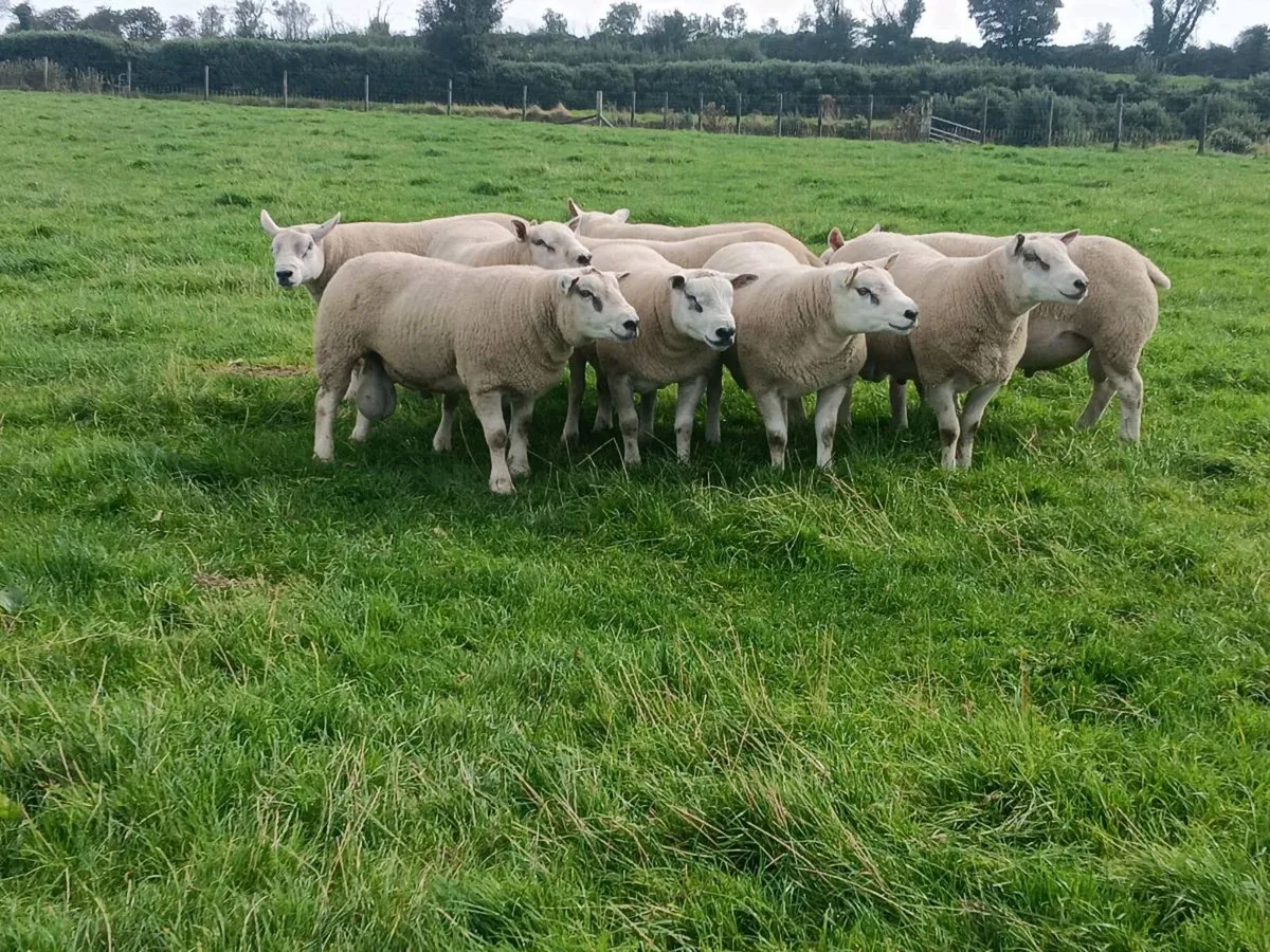 Shearling Rams - Image 3