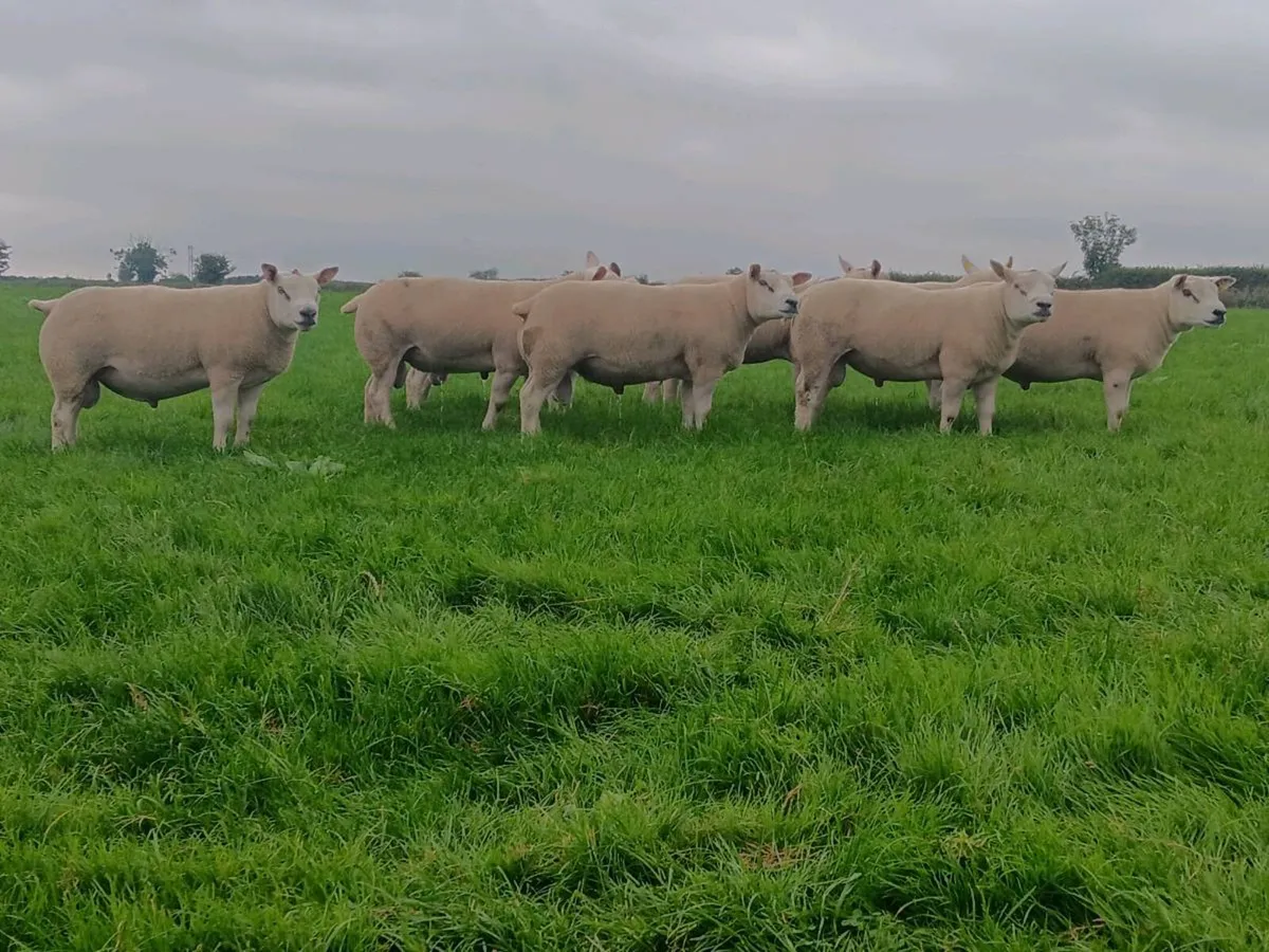 Shearling Rams - Image 1