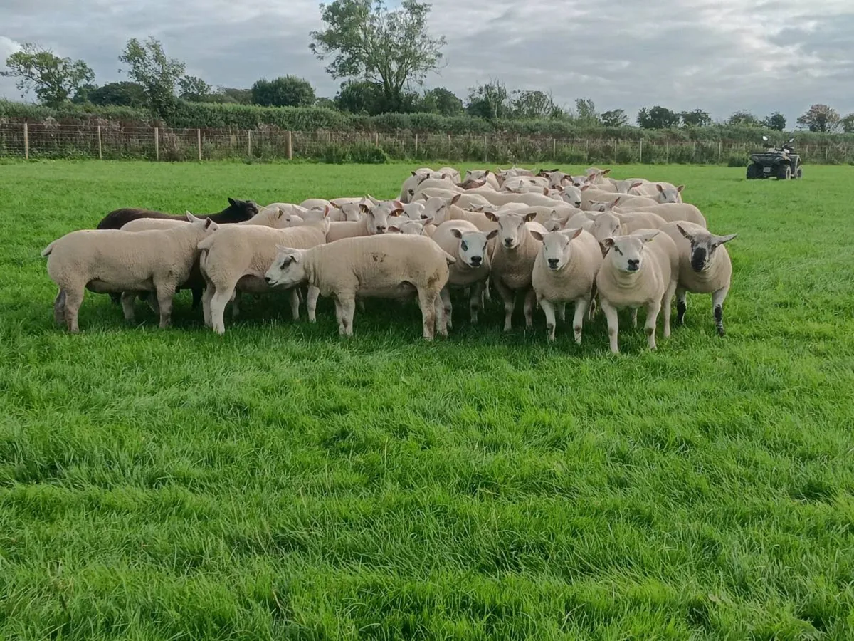 Shearling Rams - Image 4