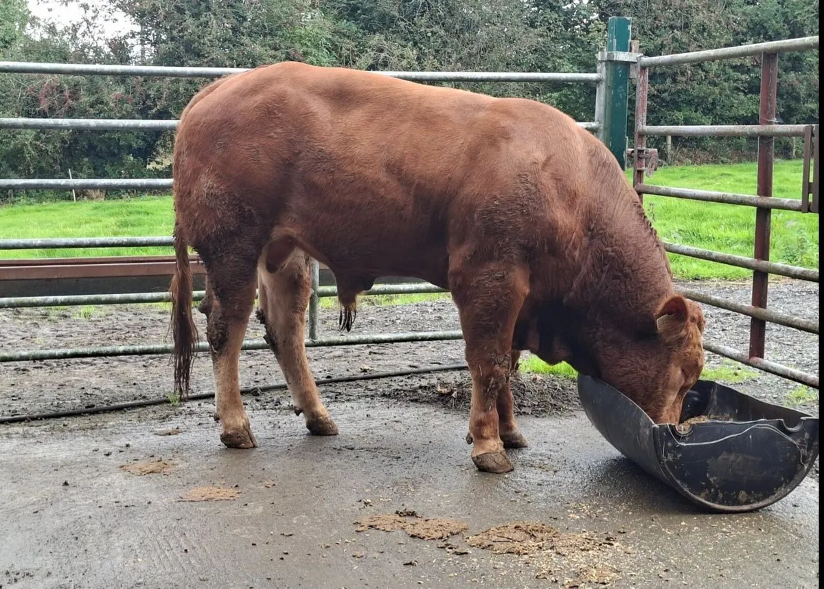 5 🌟 Pedigree Limousin Bull Elpin Mart - Image 2