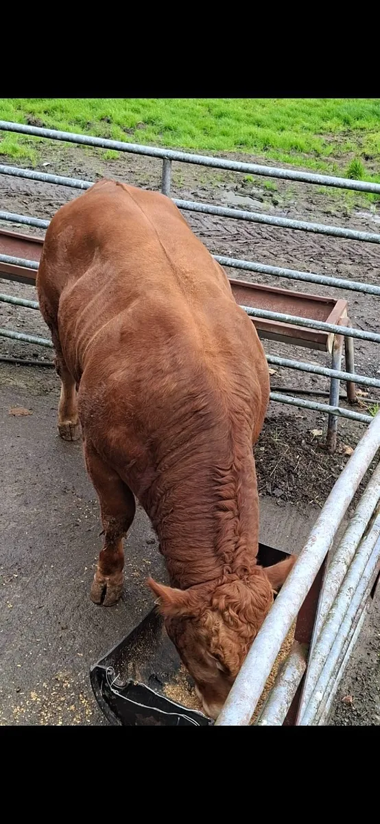 5 🌟 Pedigree Limousin Bull Elpin Mart - Image 3