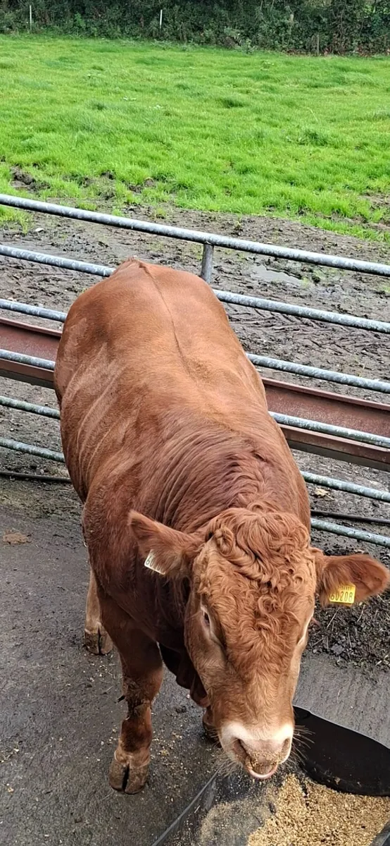 5 🌟 Pedigree Limousin Bull Elpin Mart - Image 4