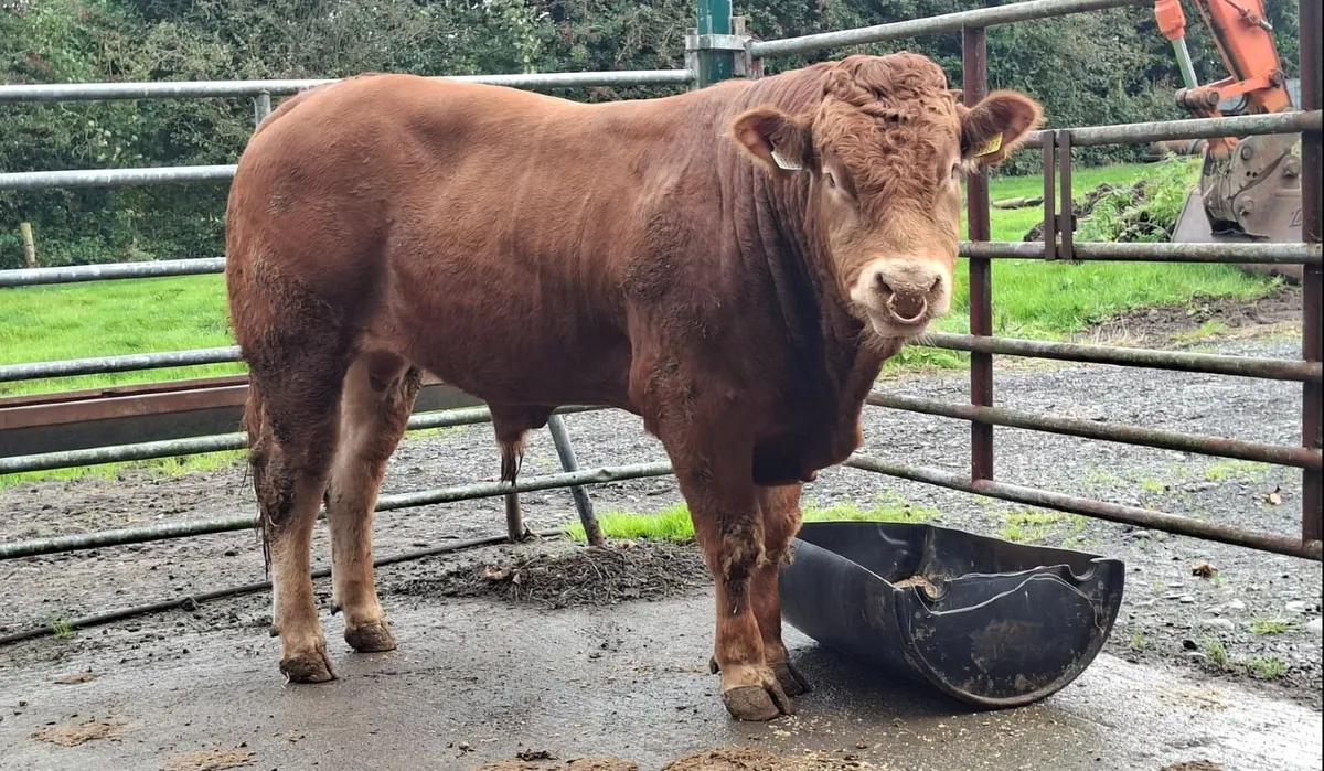 5 🌟 Pedigree Limousin Bull Elpin Mart - Image 1