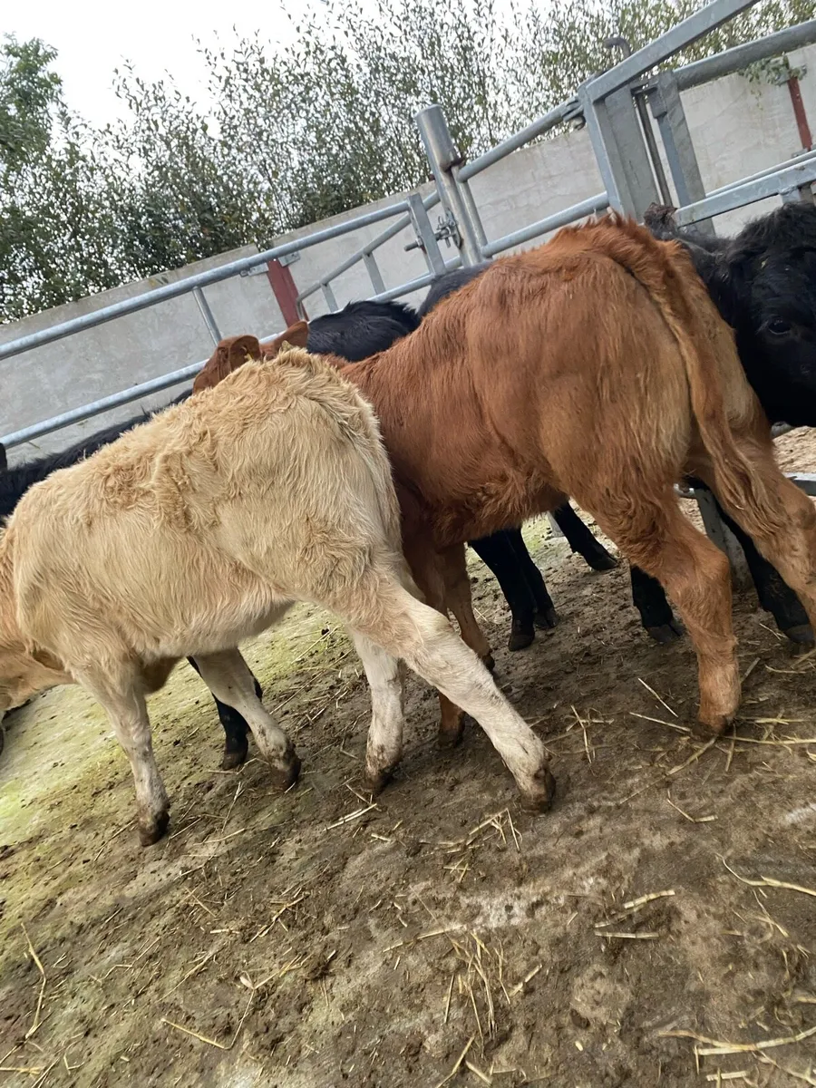 4 super suckler bred heifer runners - Image 2