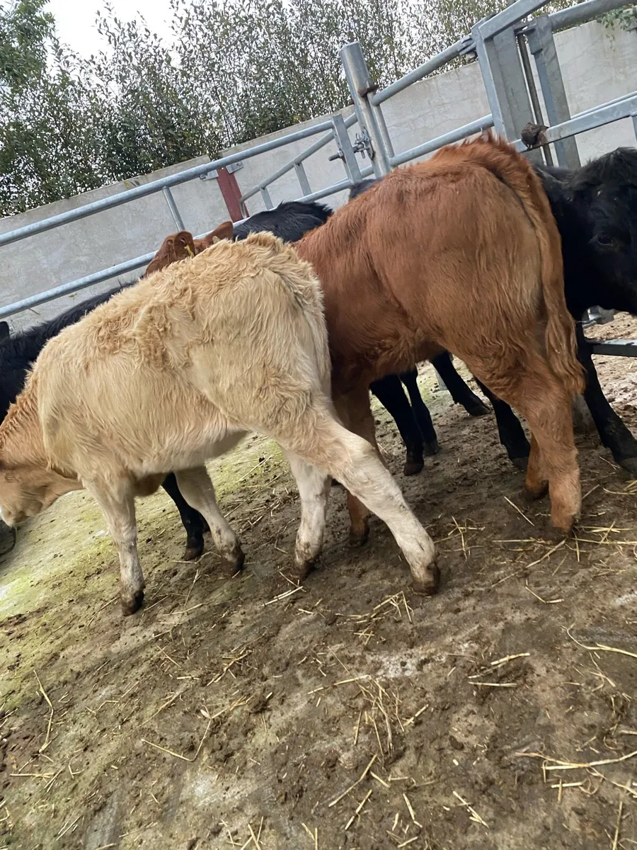 4 super suckler bred heifer runners - Image 3