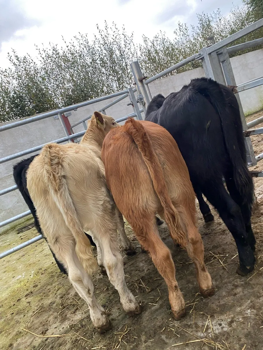 4 super suckler bred heifer runners - Image 4
