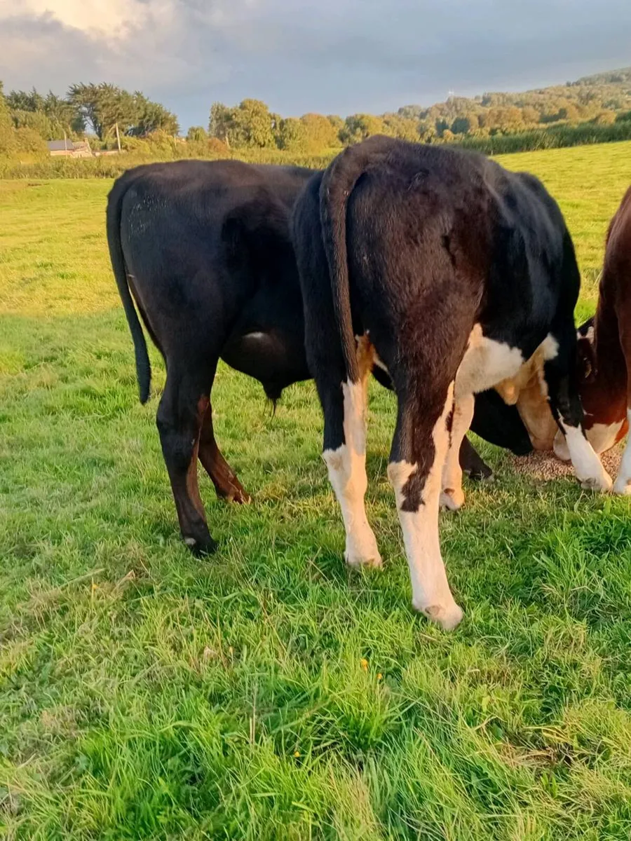 17 angus and Hereford bullocks - Image 2