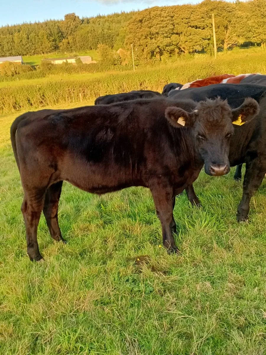 17 angus and Hereford bullocks - Image 3
