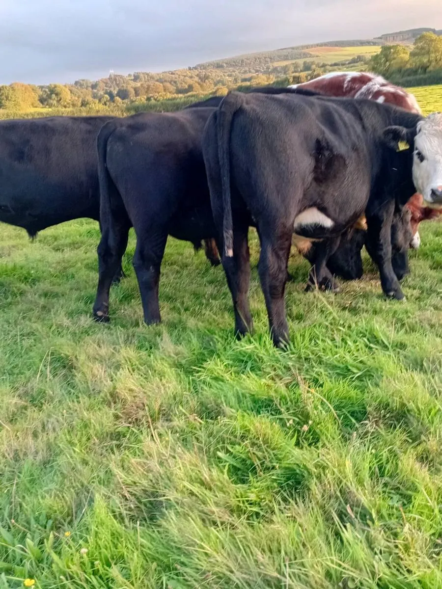 17 angus and Hereford bullocks - Image 4