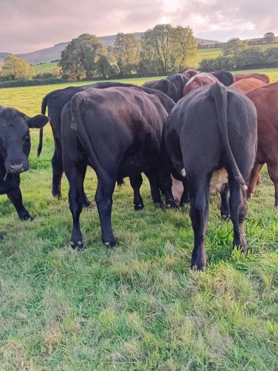 17 angus and Hereford bullocks - Image 1