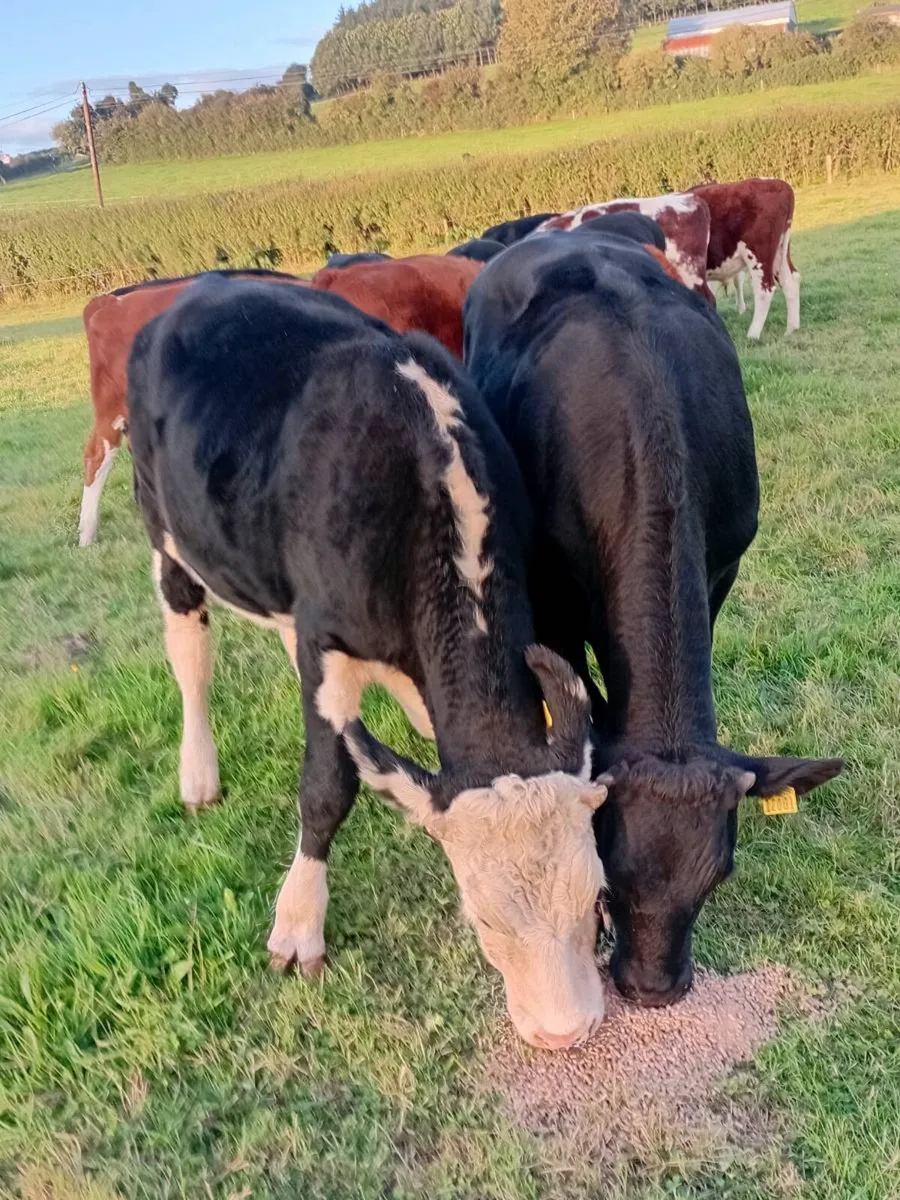 17 angus and Hereford bullocks - Image 1