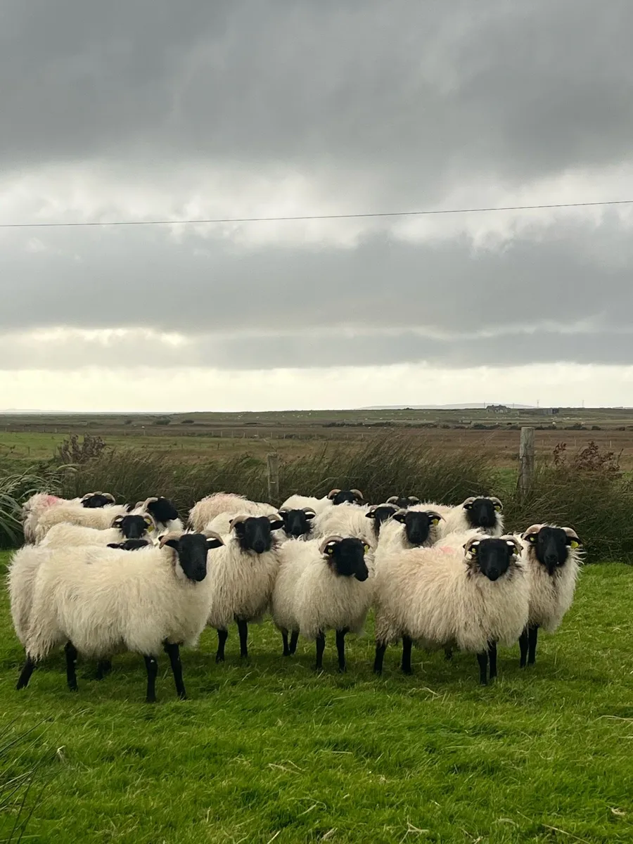 Mountain Ewe Lambs - Image 1