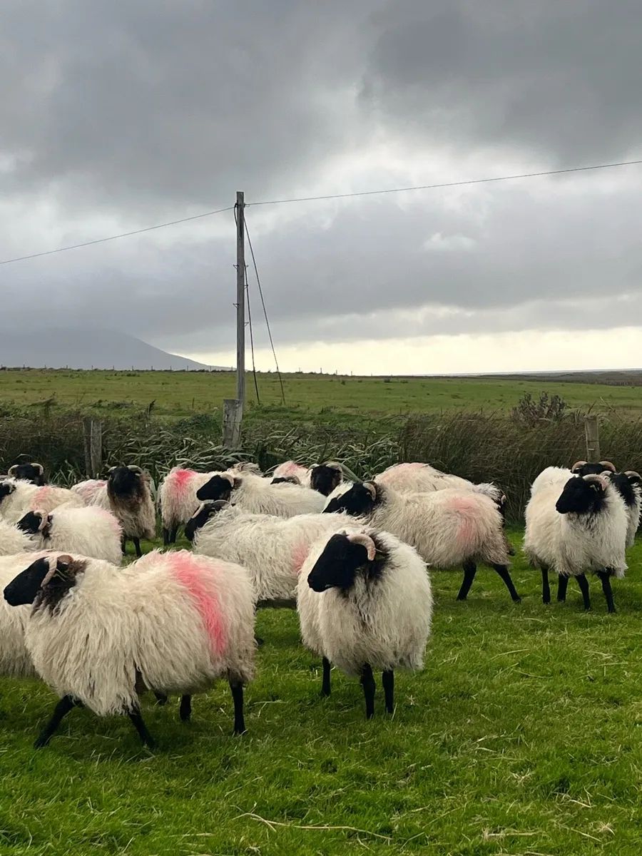 Mountain Ewe Lambs - Image 3