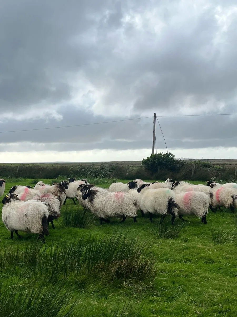 Mountain Ewe Lambs - Image 4