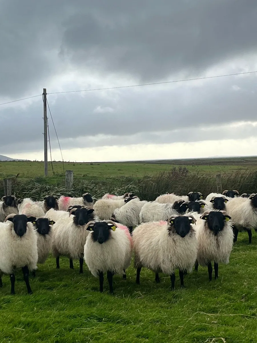 Mountain Ewe Lambs - Image 2