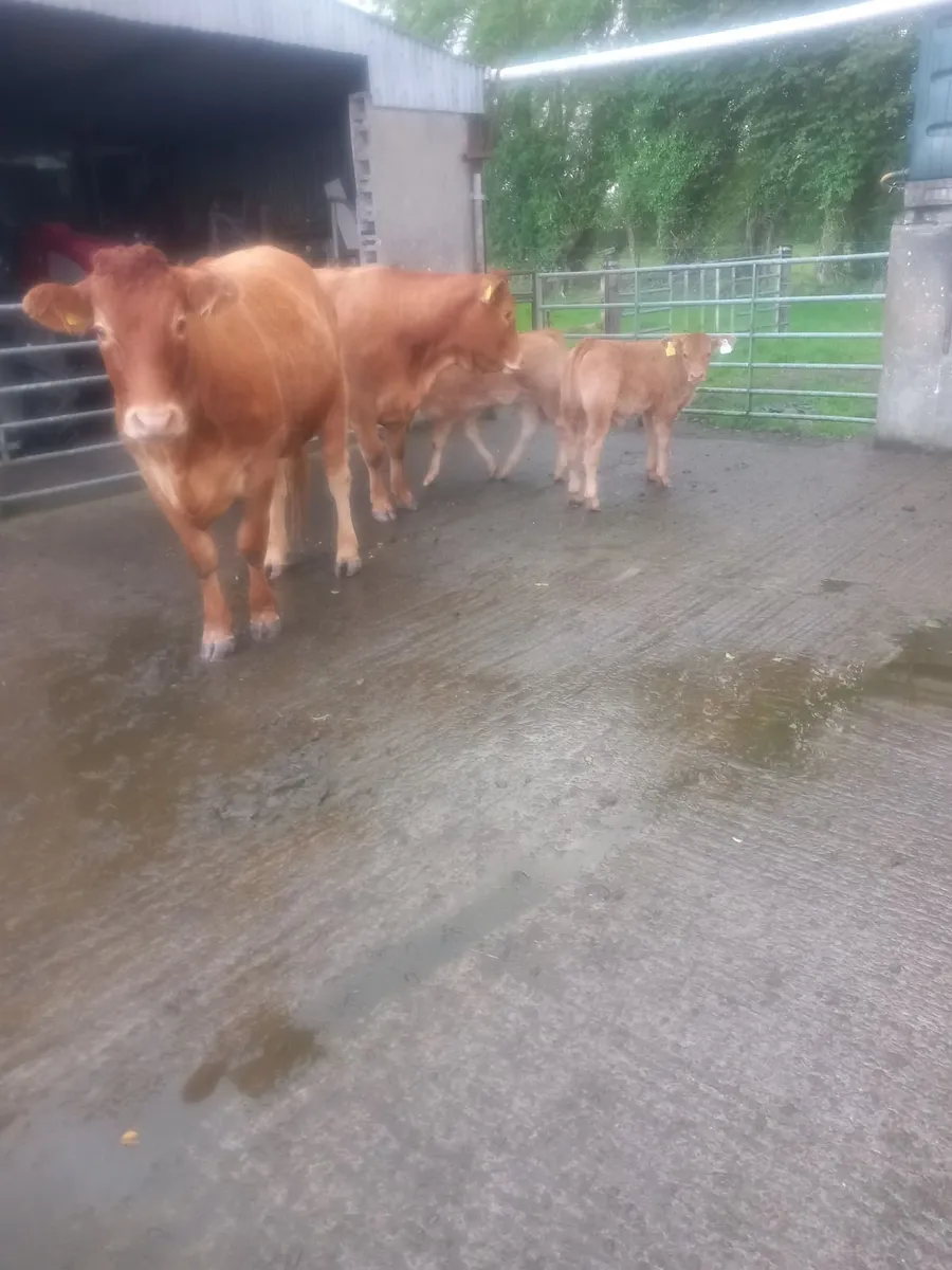 Cows with calves at foot - Image 1