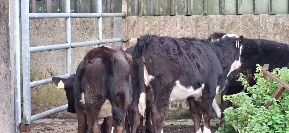 Angus and Hereford Heifer weanlings - Image 1