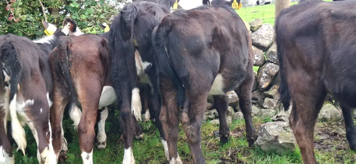 Angus and Hereford Heifer weanlings - Image 3