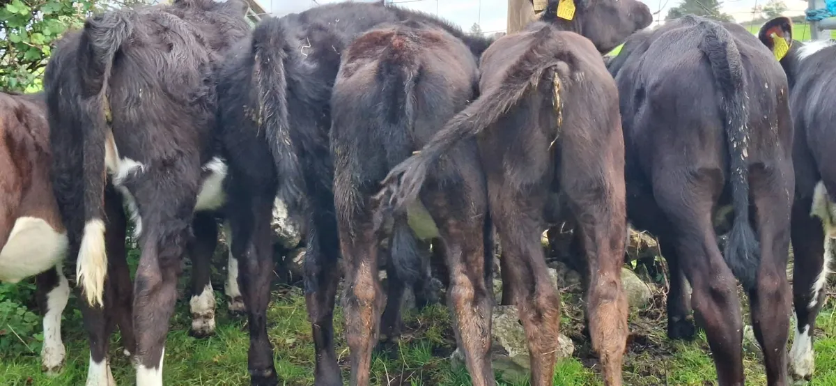 Angus and Hereford Heifer weanlings - Image 2