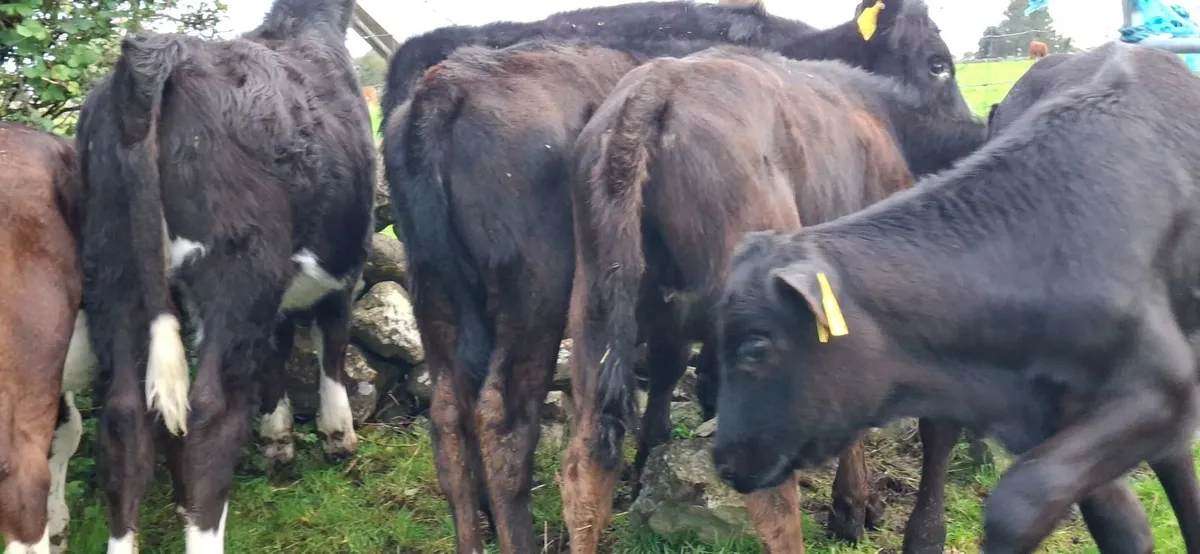 Angus and Hereford Heifer weanlings - Image 4
