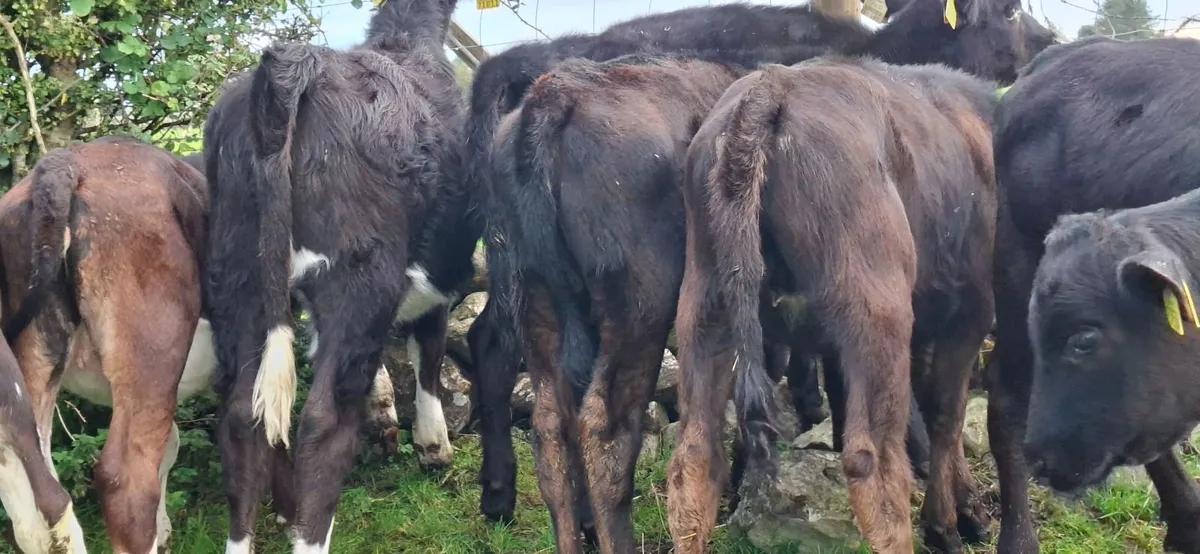 Angus and Hereford Heifer weanlings - Image 4