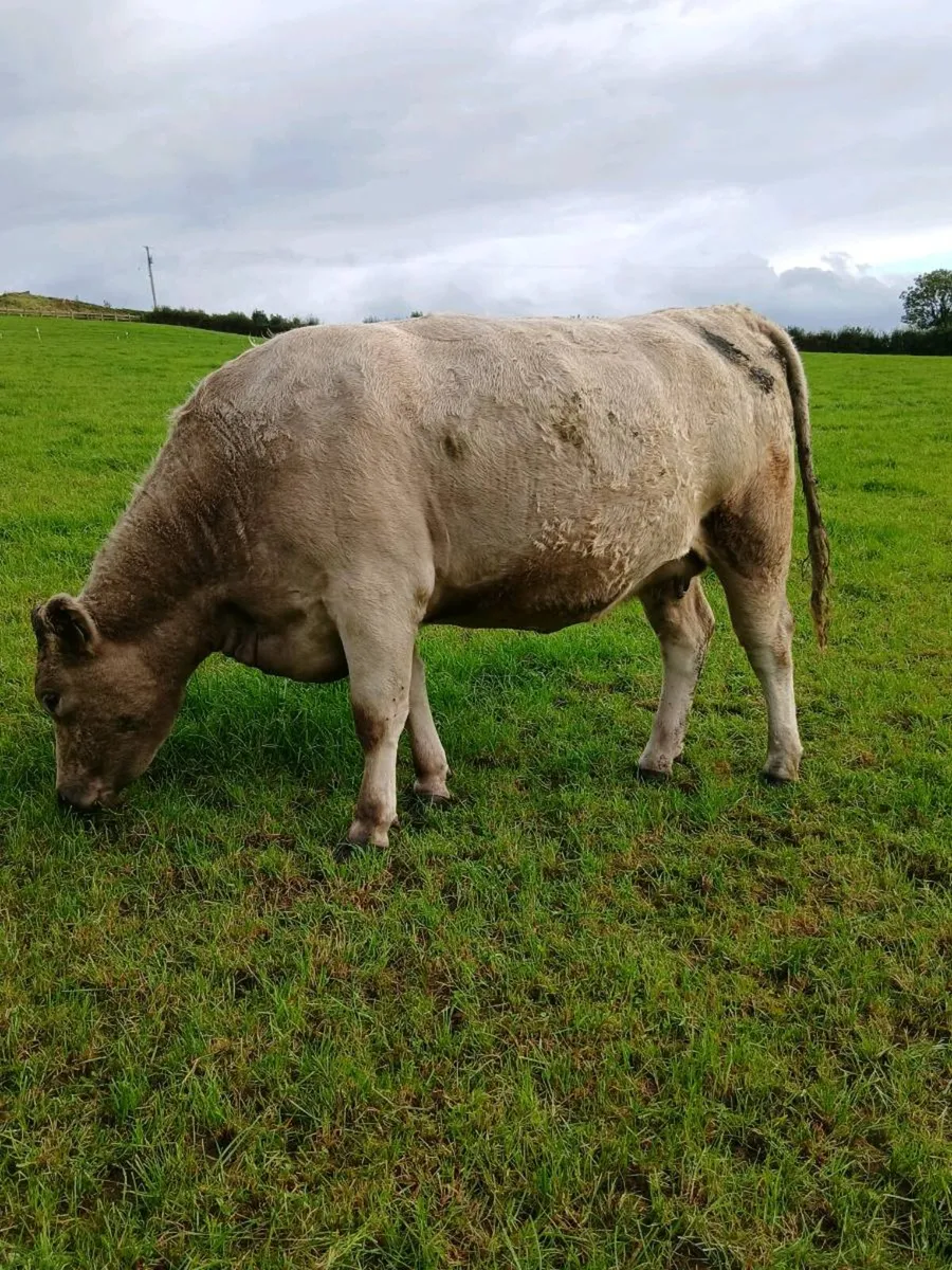 In calf heifers - Image 2